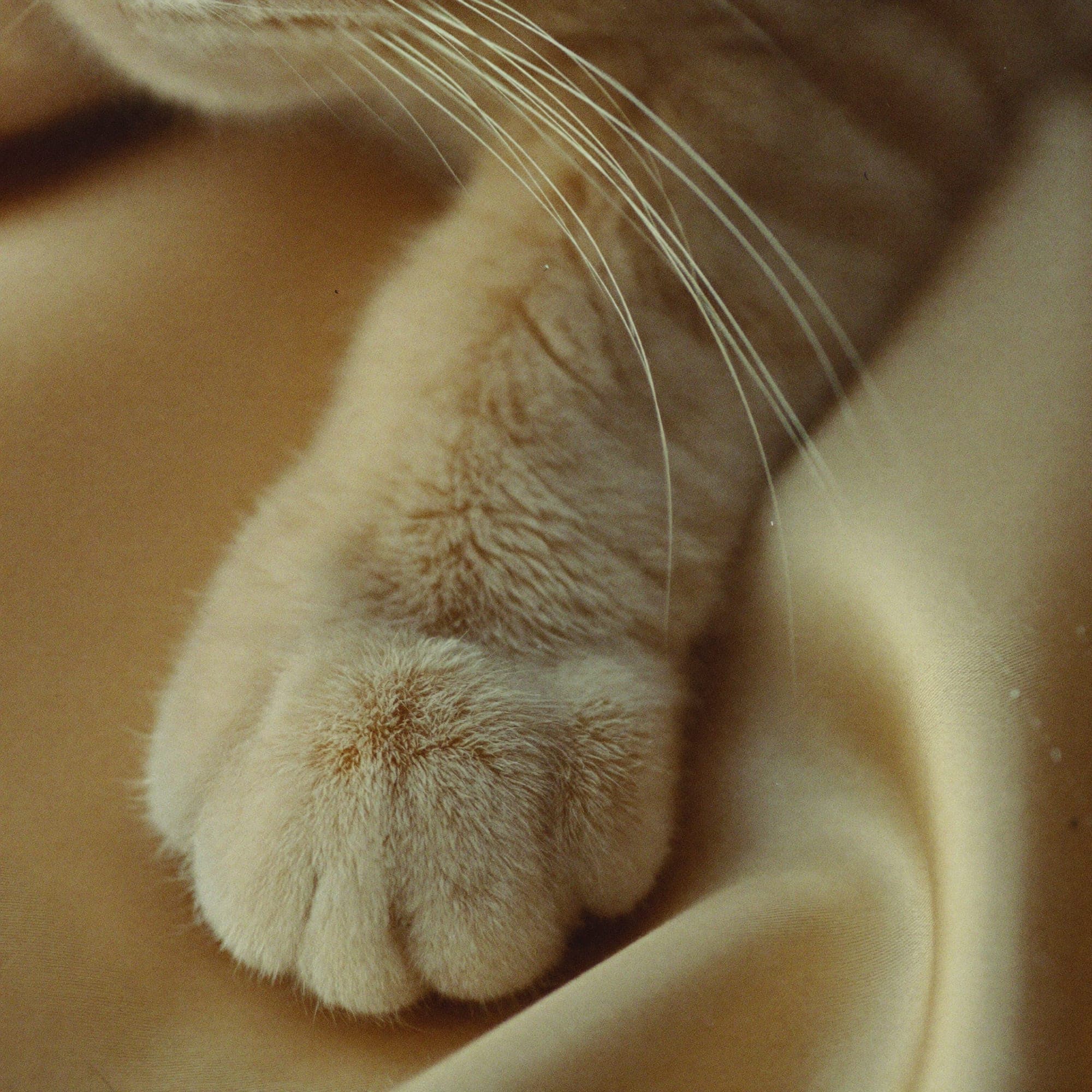A quiet moment at Muggles Mittens — cat at rest in soft light