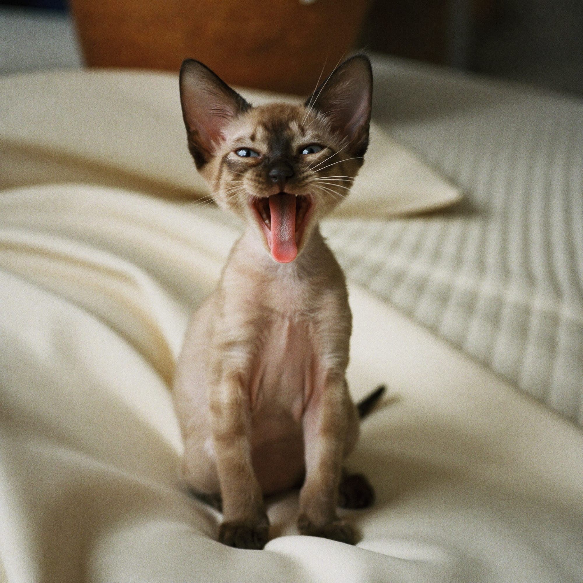 A Muggles Mittens kitten at play in the nursery