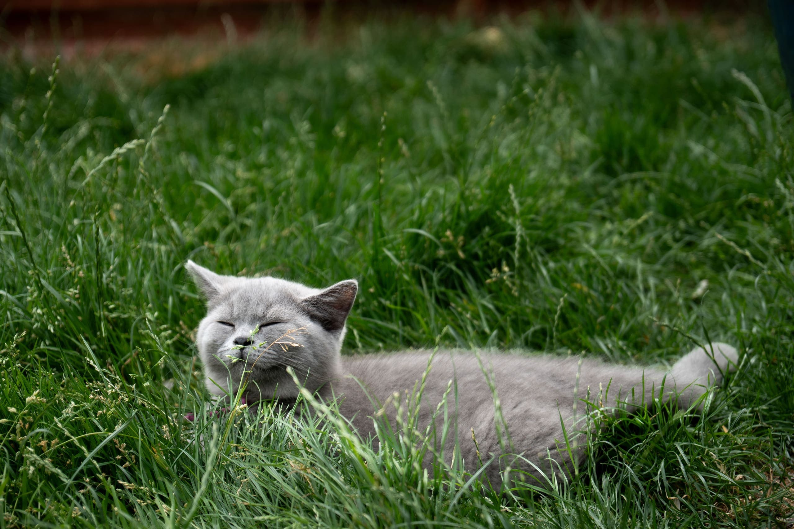 Life at Muggles Mittens — cinematic photograph 1