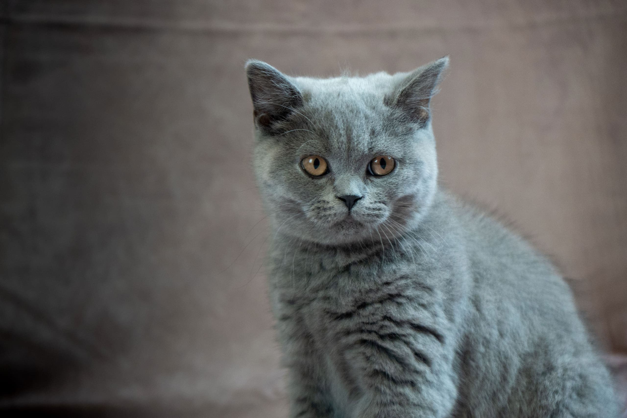 Life at Muggles Mittens — cinematic photograph 2