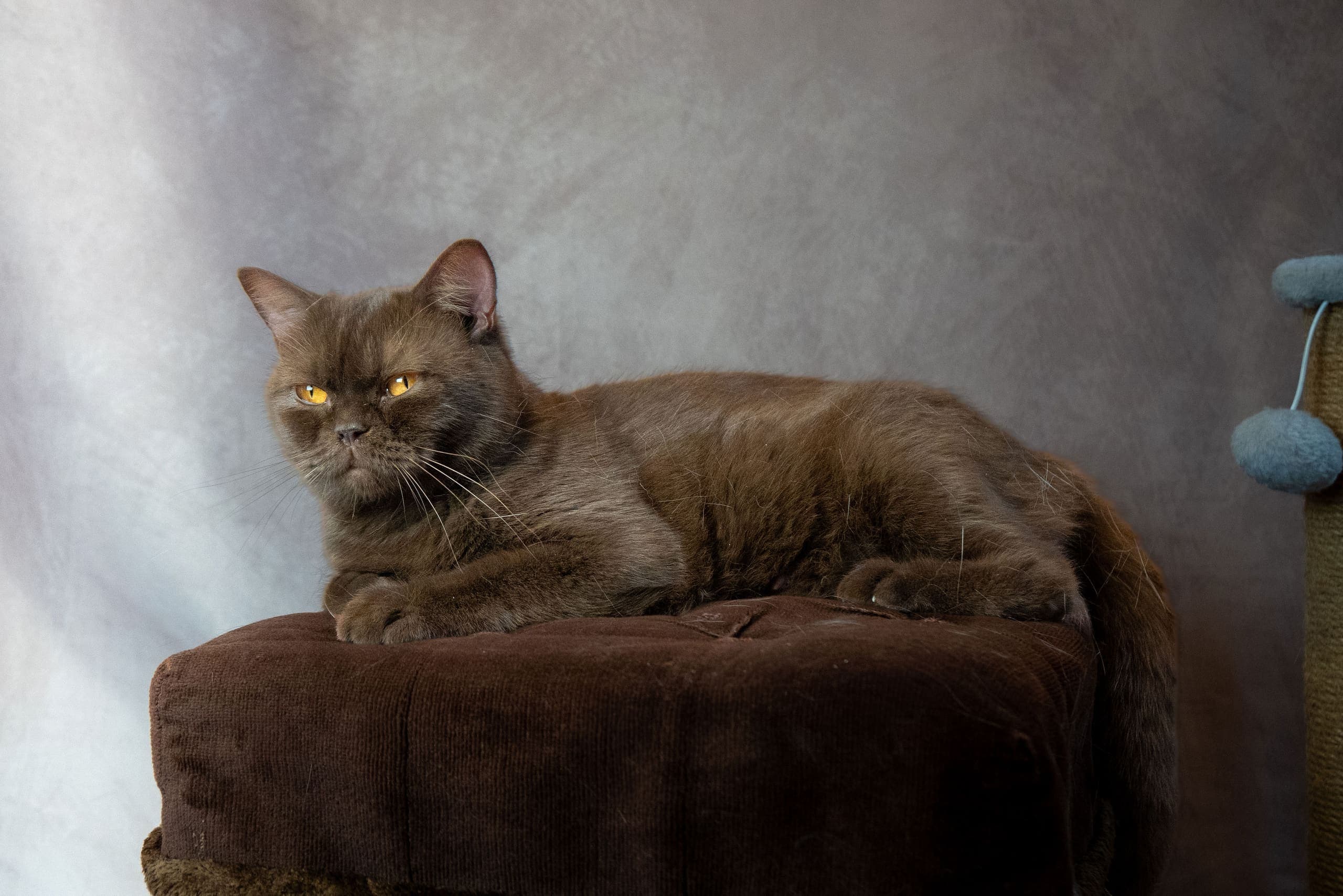 Life at Muggles Mittens — cinematic photograph 3