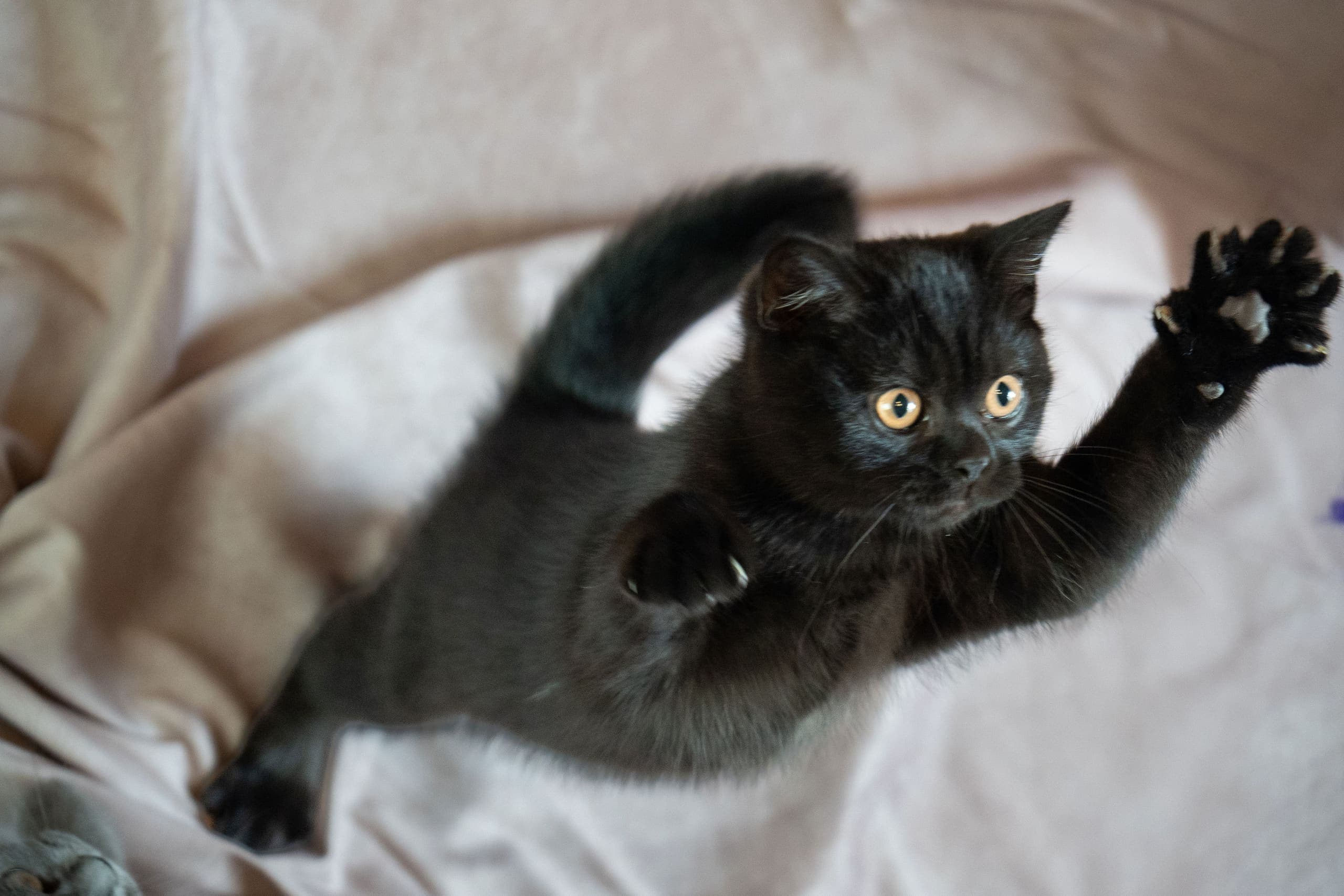 Life at Muggles Mittens — cinematic photograph 4