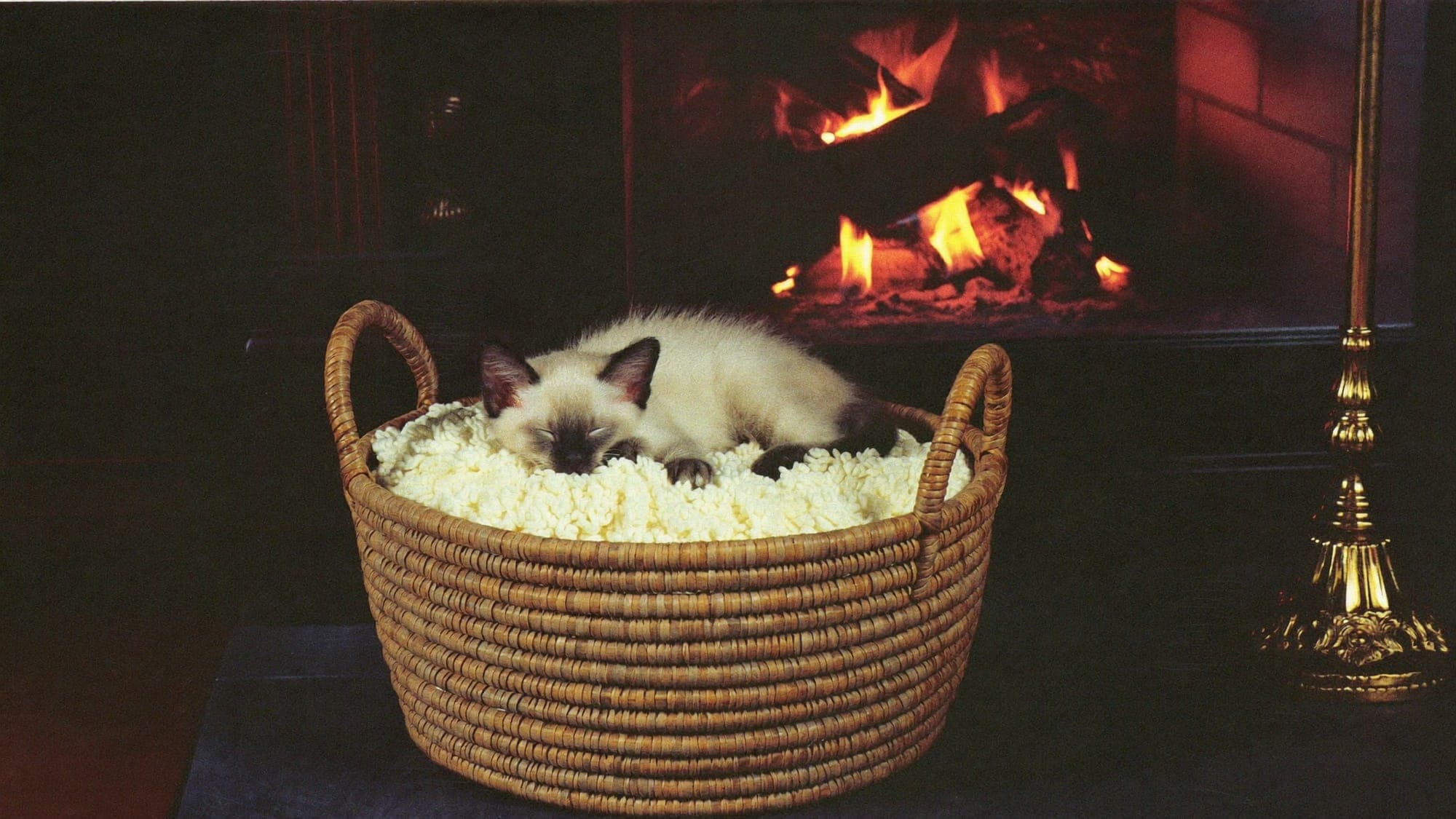 A Muggles Mittens cat settled by the fireside