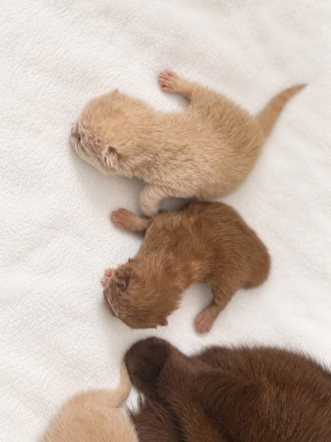 Two newborn kittens curled together on a cream blanket — open larger