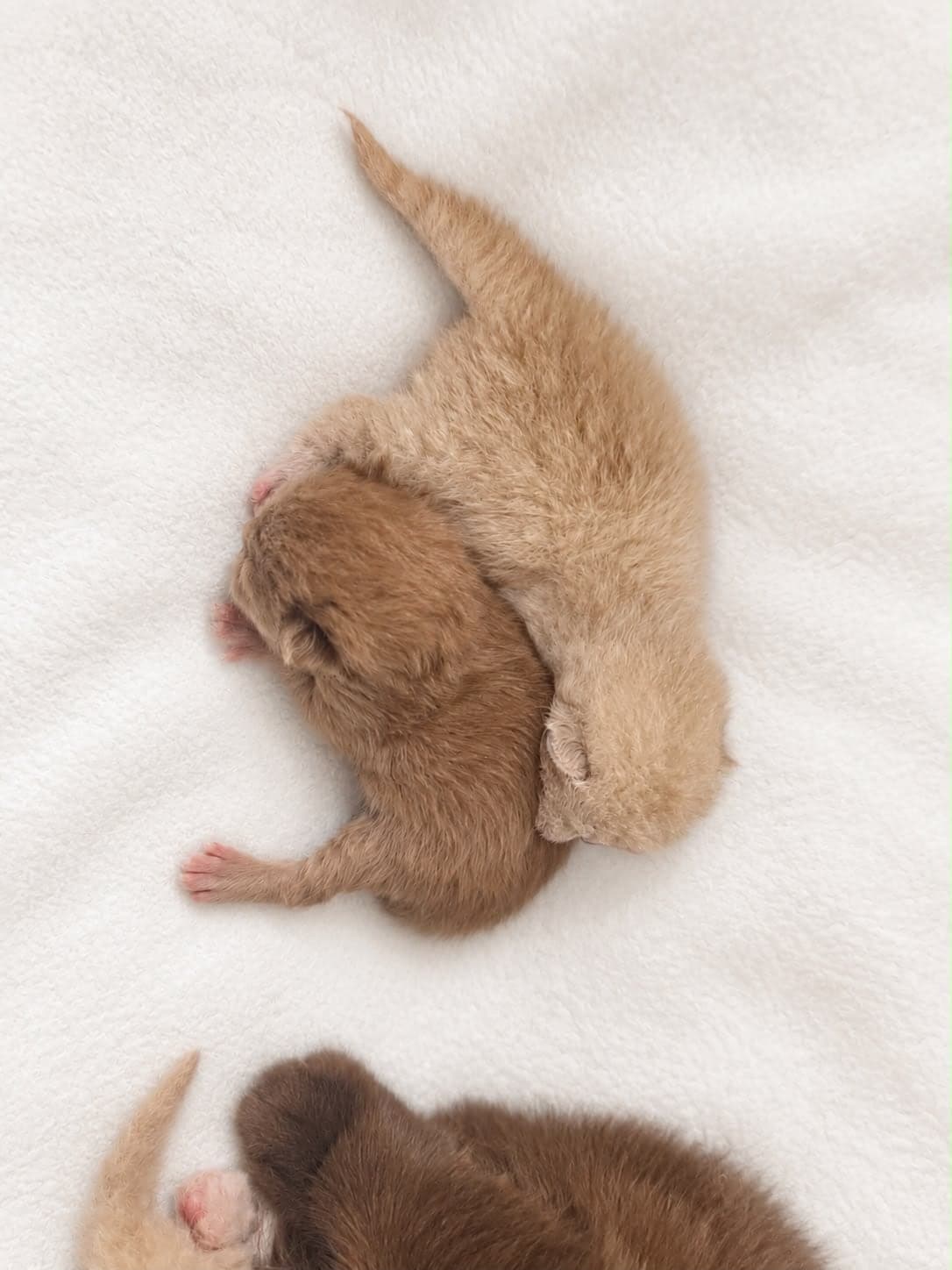 A cinnamon and a cream newborn kitten sleeping in a curl — open larger
