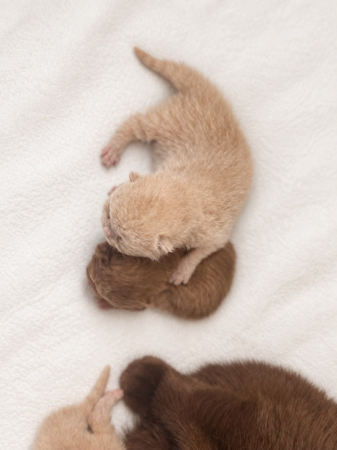 A cream newborn kitten stretched out asleep — open larger