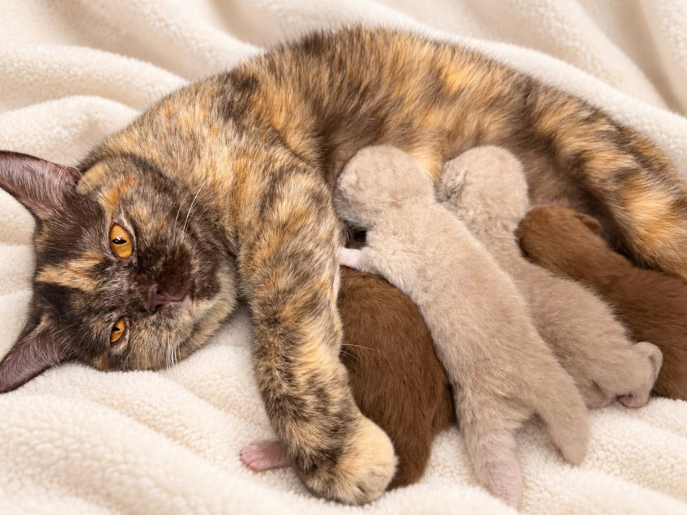 A tortie British Shorthair queen lying on her side while her newborns feed — open larger