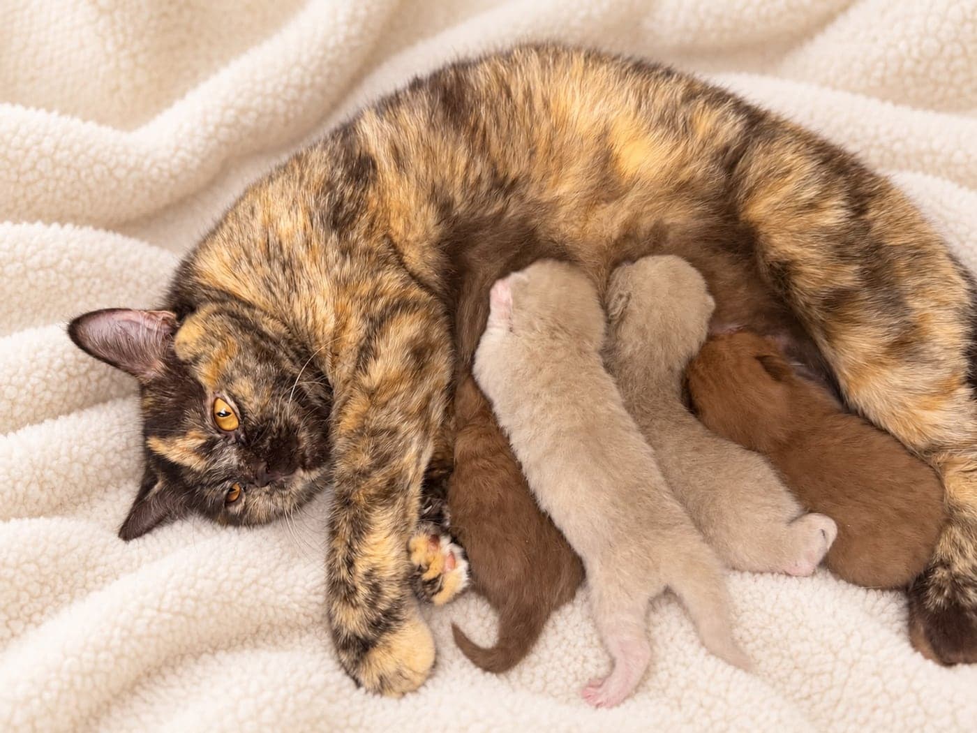 A tortie queen nursing her litter on a soft cream blanket — open larger