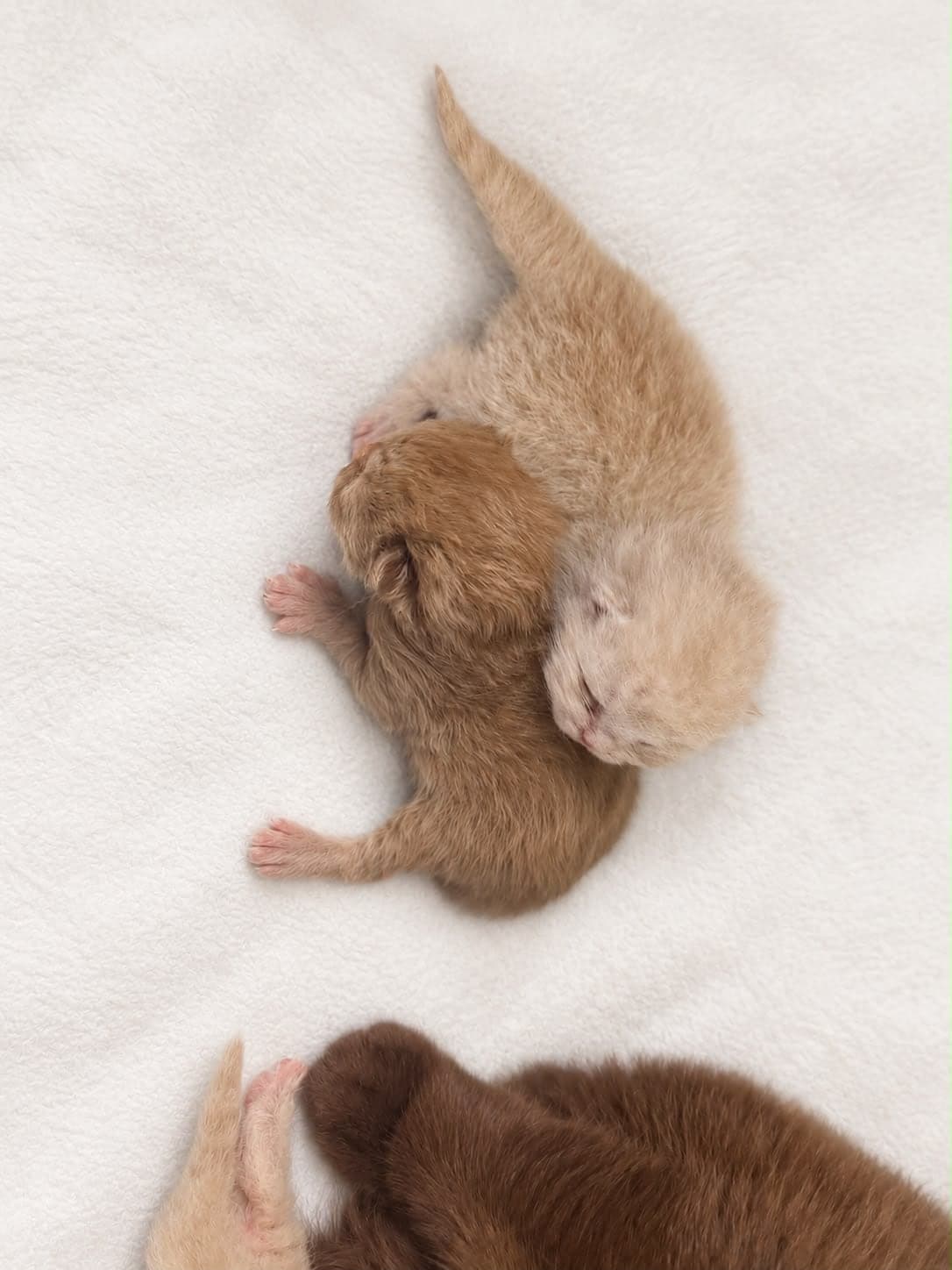 Two newborn kittens tucked together, paws overlapping — open larger