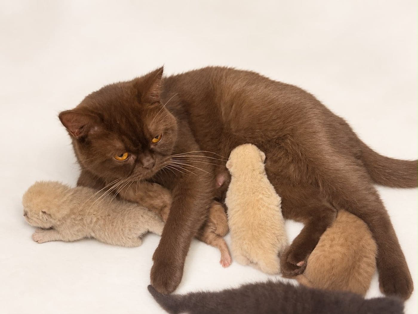 A chocolate British Shorthair queen curled around her newborn kittens — open larger