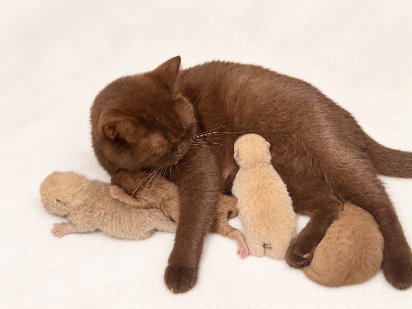 A chocolate queen watching over three feeding kittens — open larger