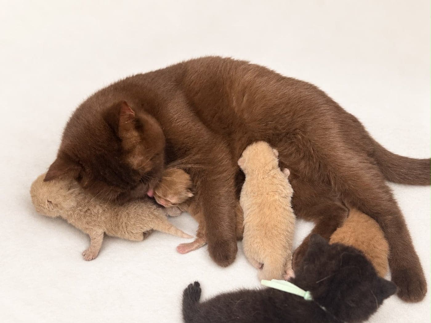 Kittens feeding in a row along their mother's side — open larger
