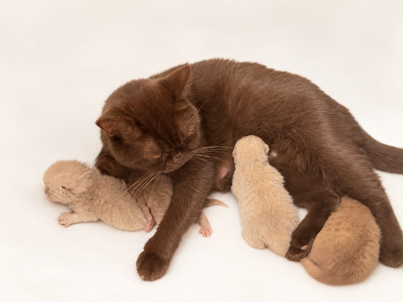 Newborn kittens feeding, including a black kitten in a mint collar — open larger