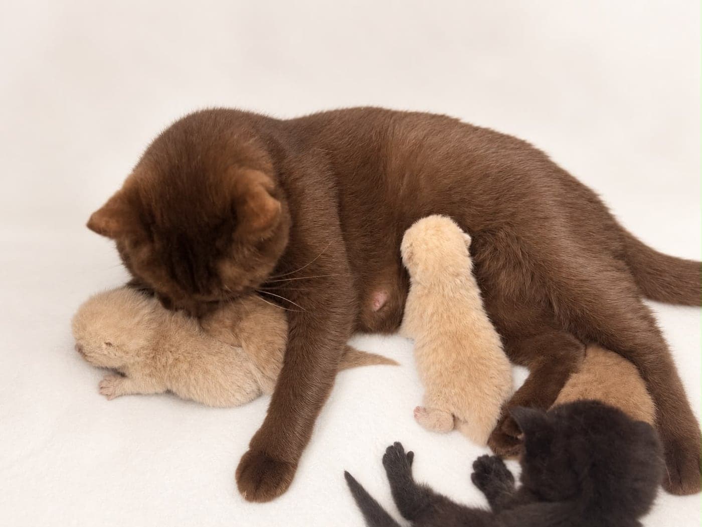 A chocolate queen grooming one of her newborn kittens — open larger