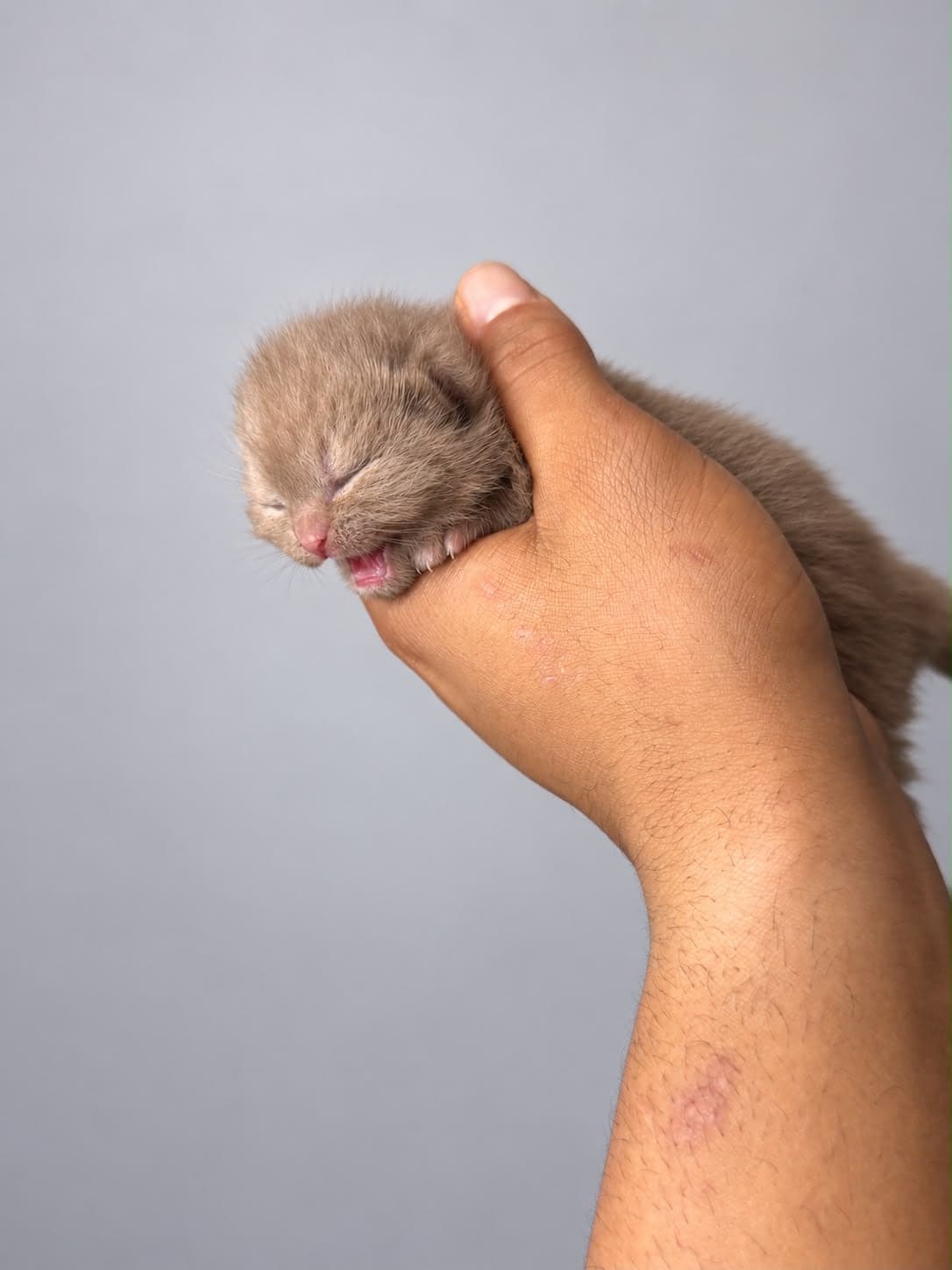 A newborn kitten held gently in one hand, showing how small they still are — open larger