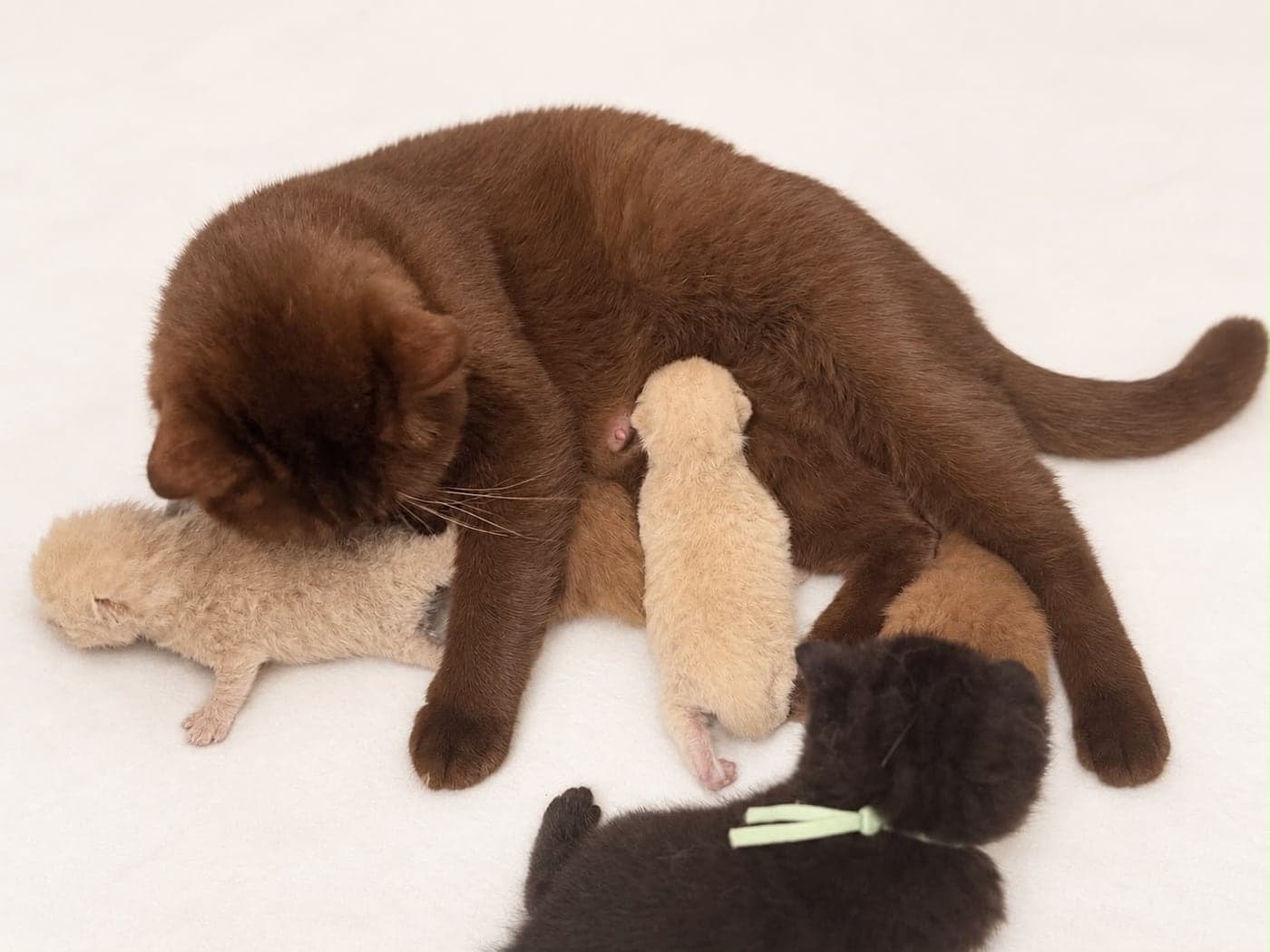 The whole litter settled against their mother — open larger