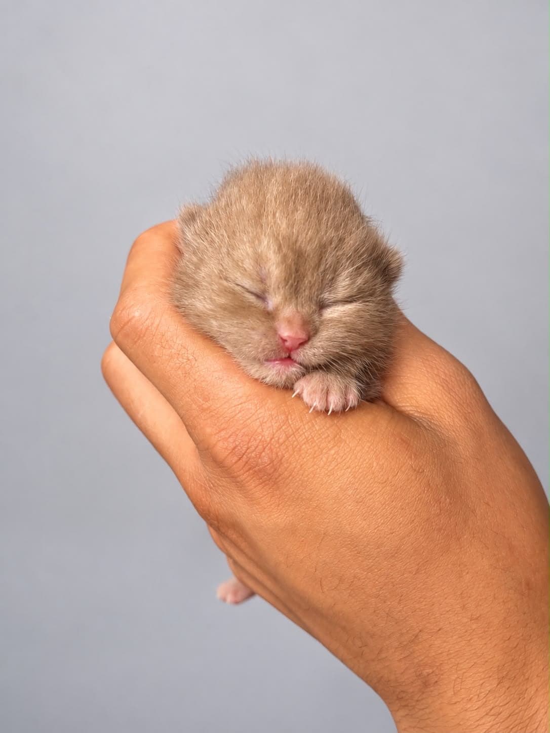 A newborn cream kitten asleep in a cupped hand — open larger
