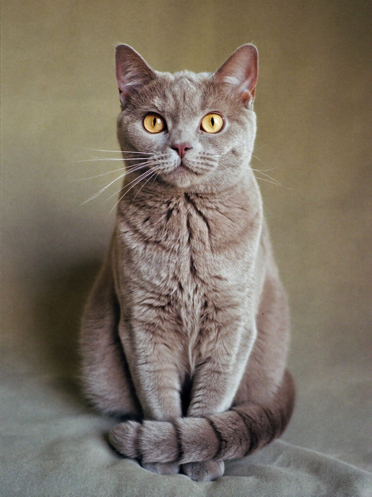 Barbie, Lilac British Shorthair