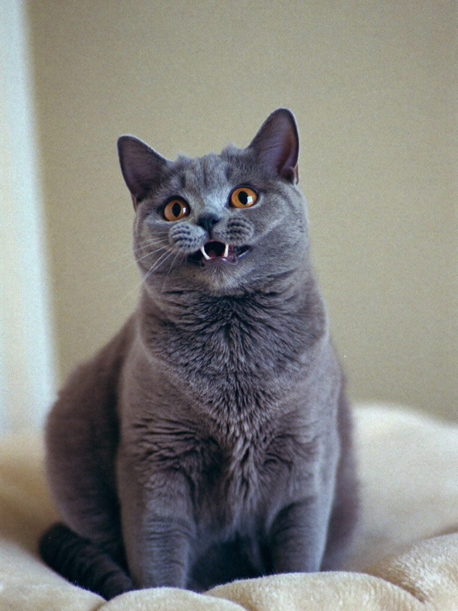 Janine, Blue British Shorthair