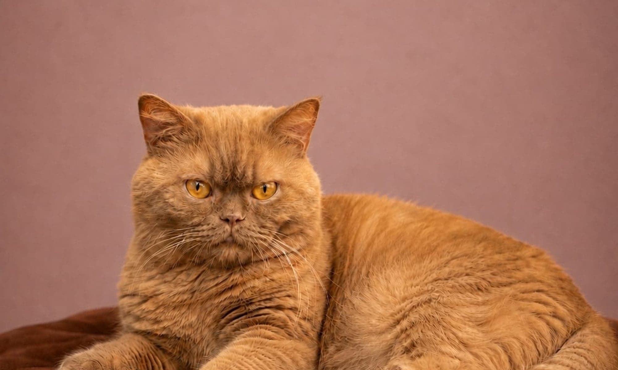 Aris, cinnamon British Shorthair stud at Muggles Mittens
