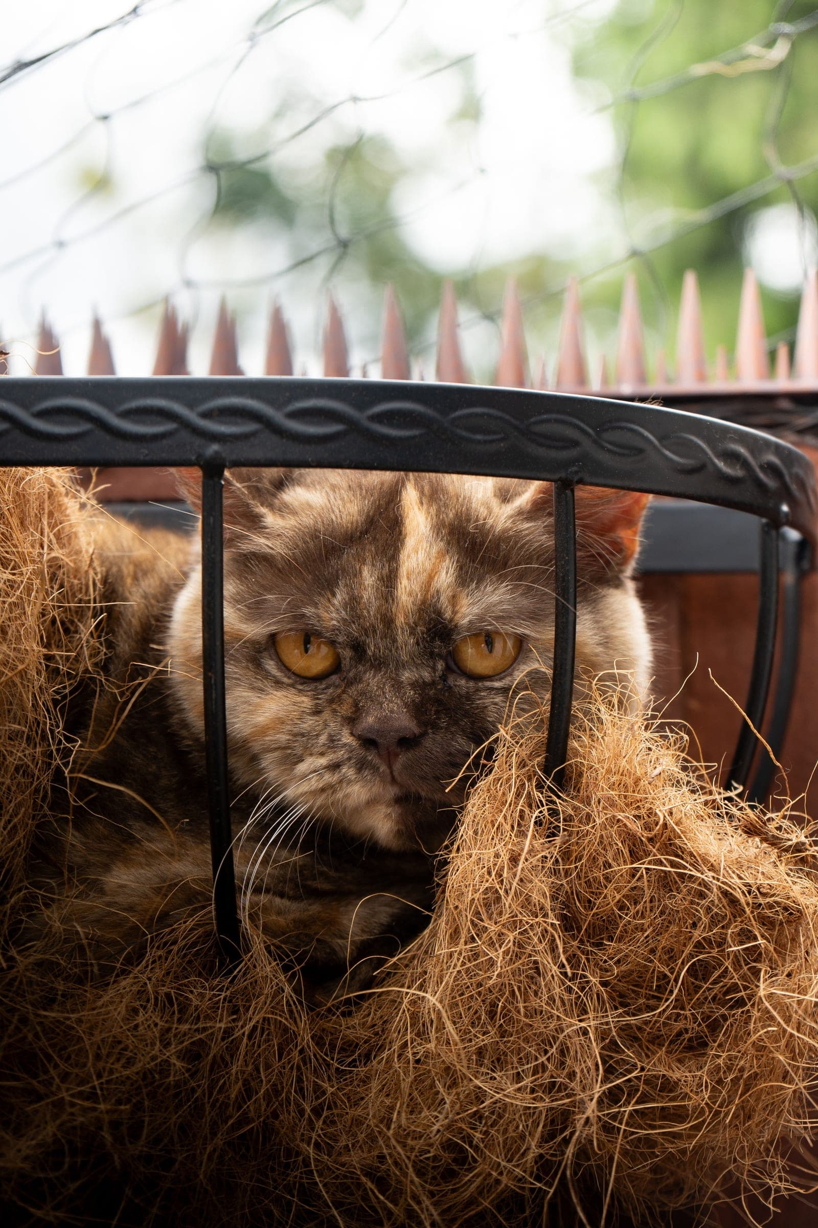 Amber, Chocolate Tortie British Shorthair