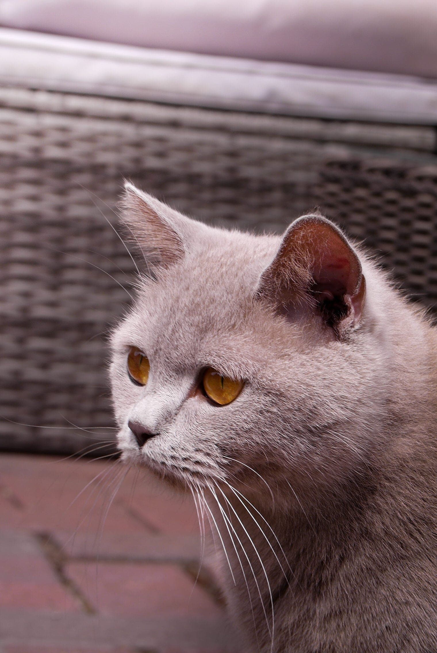 Lila, Lilac British Shorthair