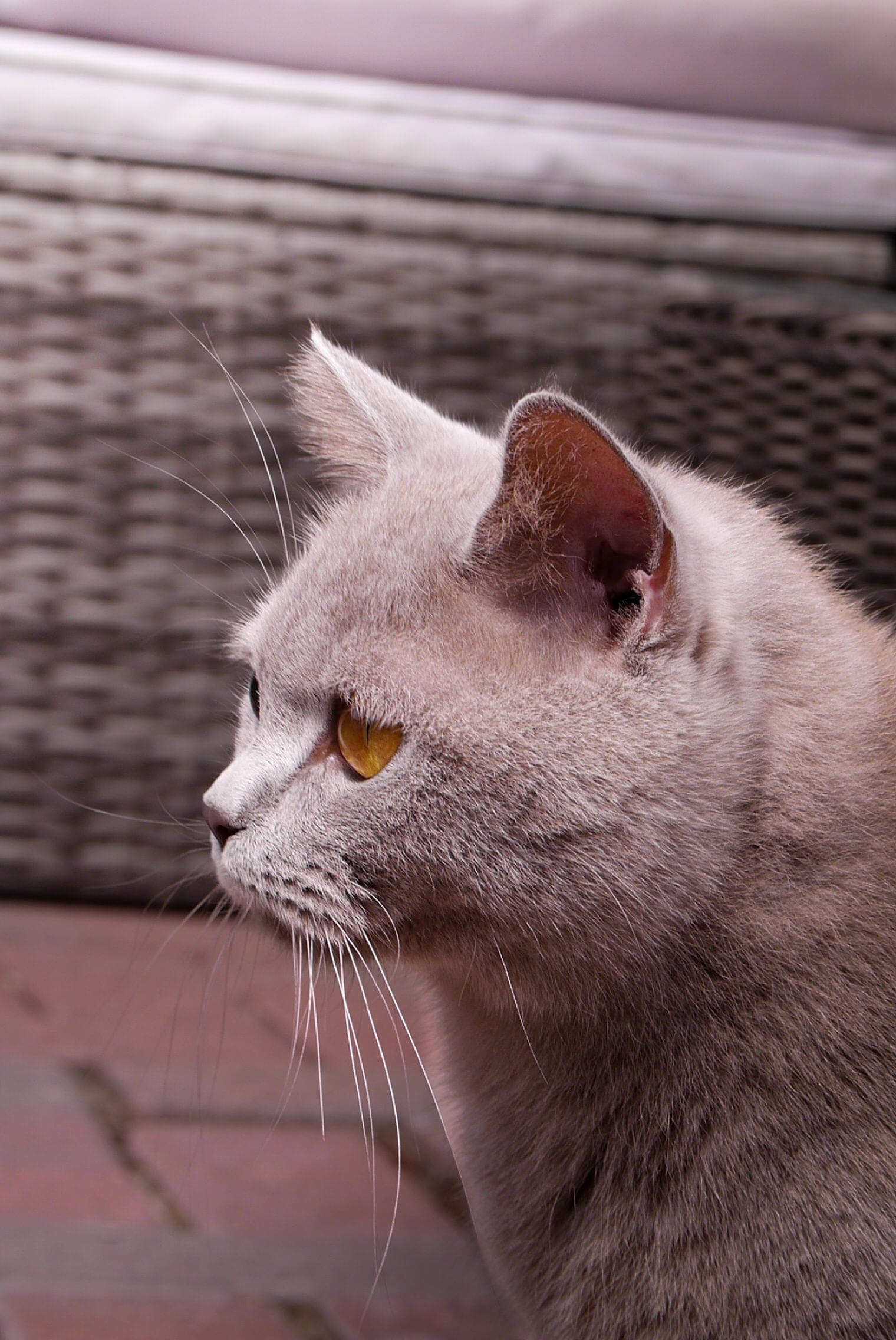 Lilah, lilac British Shorthair queen