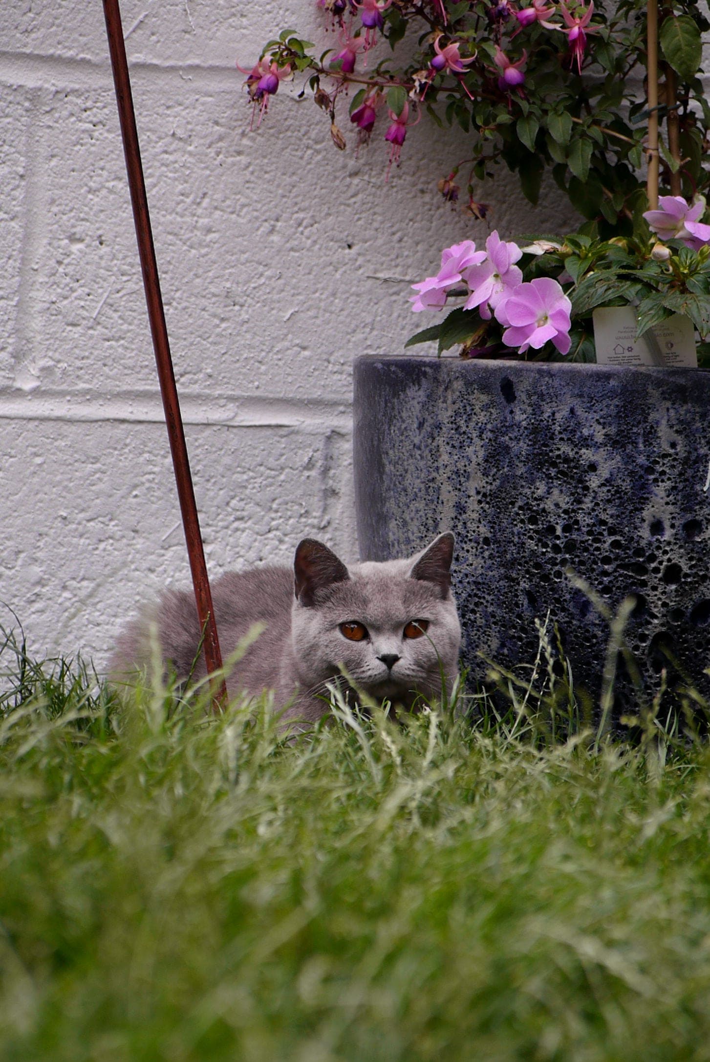 Lilah, lilac British Shorthair queen