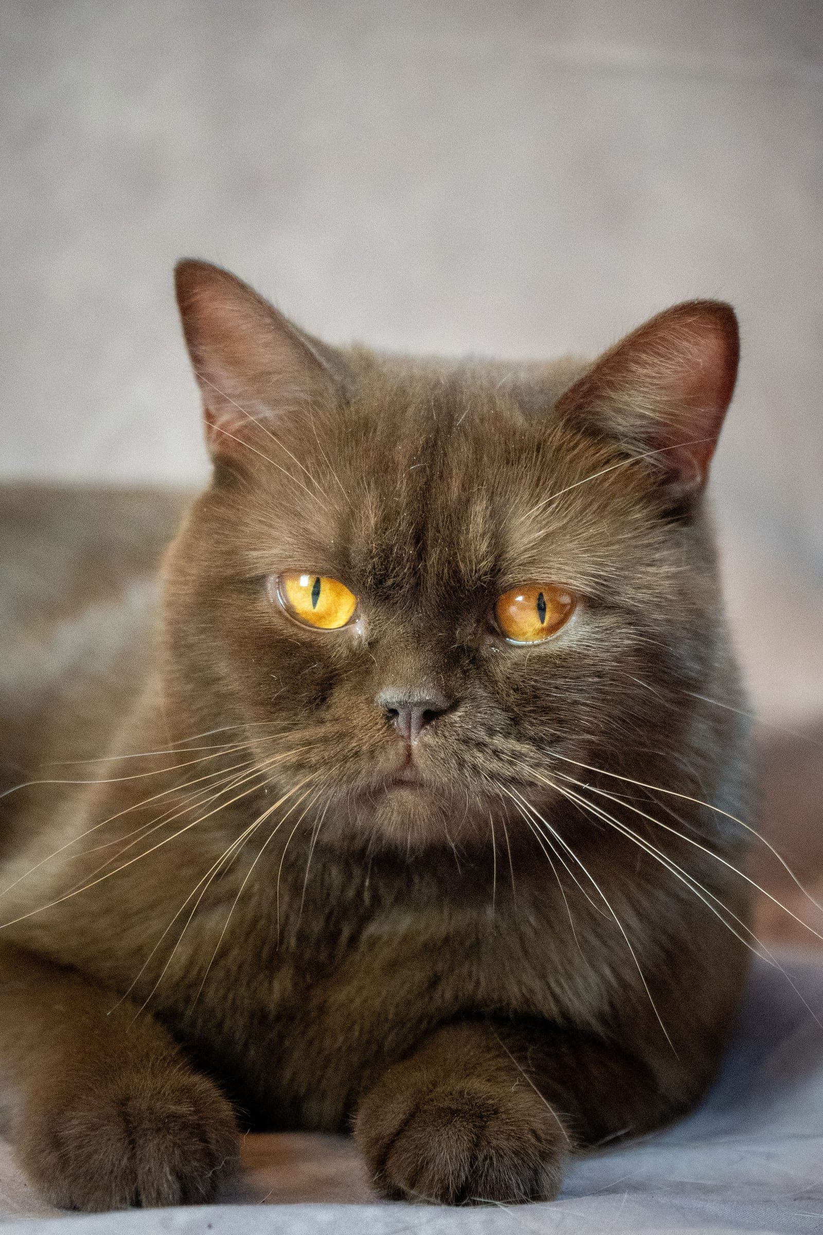 Prada, Chocolate British Shorthair