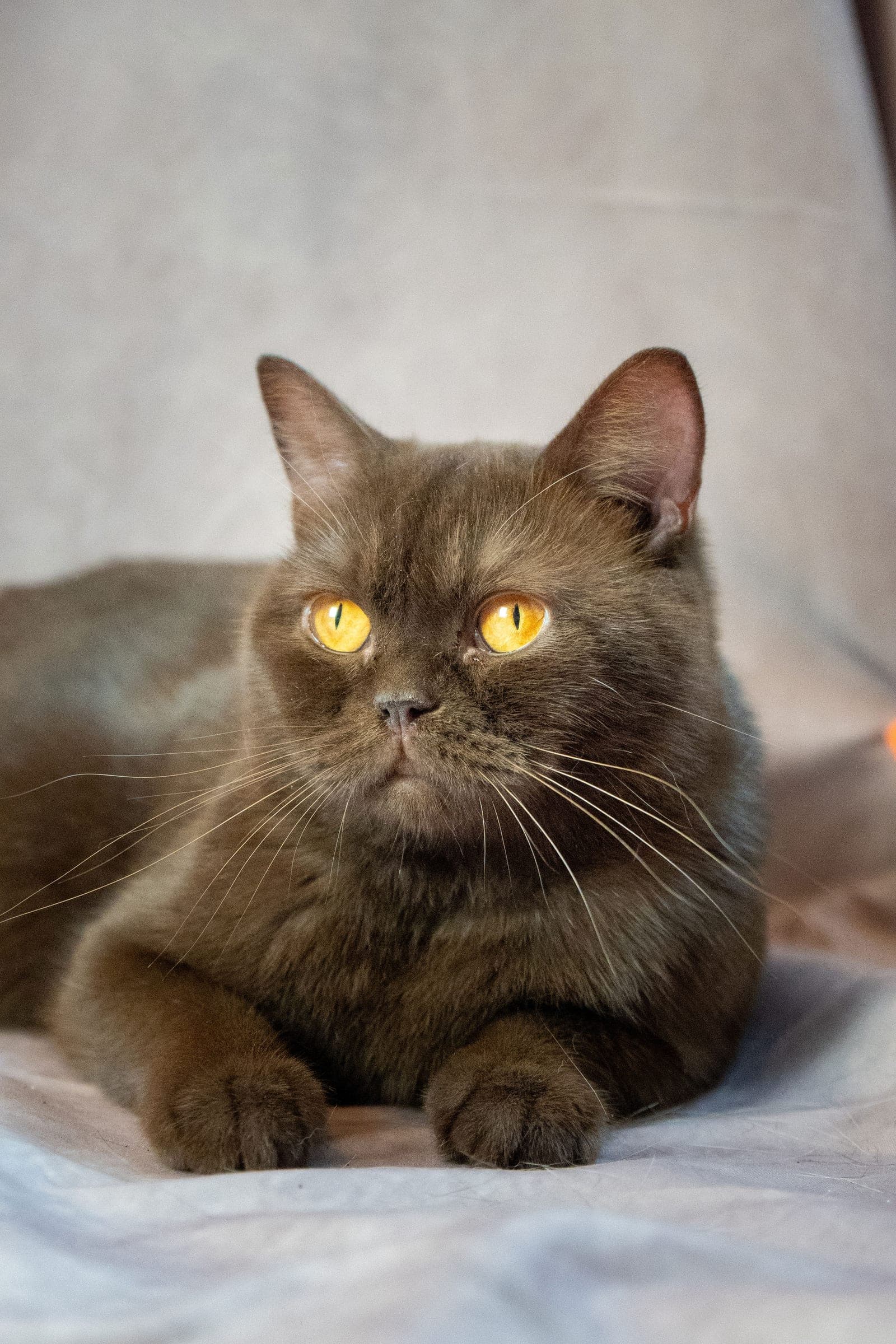 Prada, chocolate British Shorthair queen