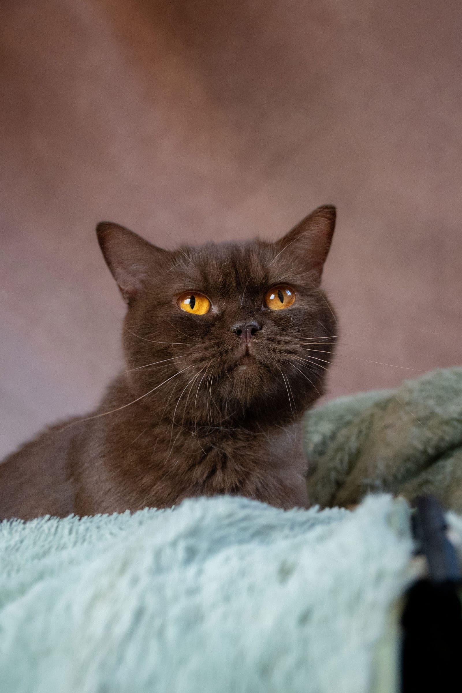 Prada, chocolate British Shorthair queen