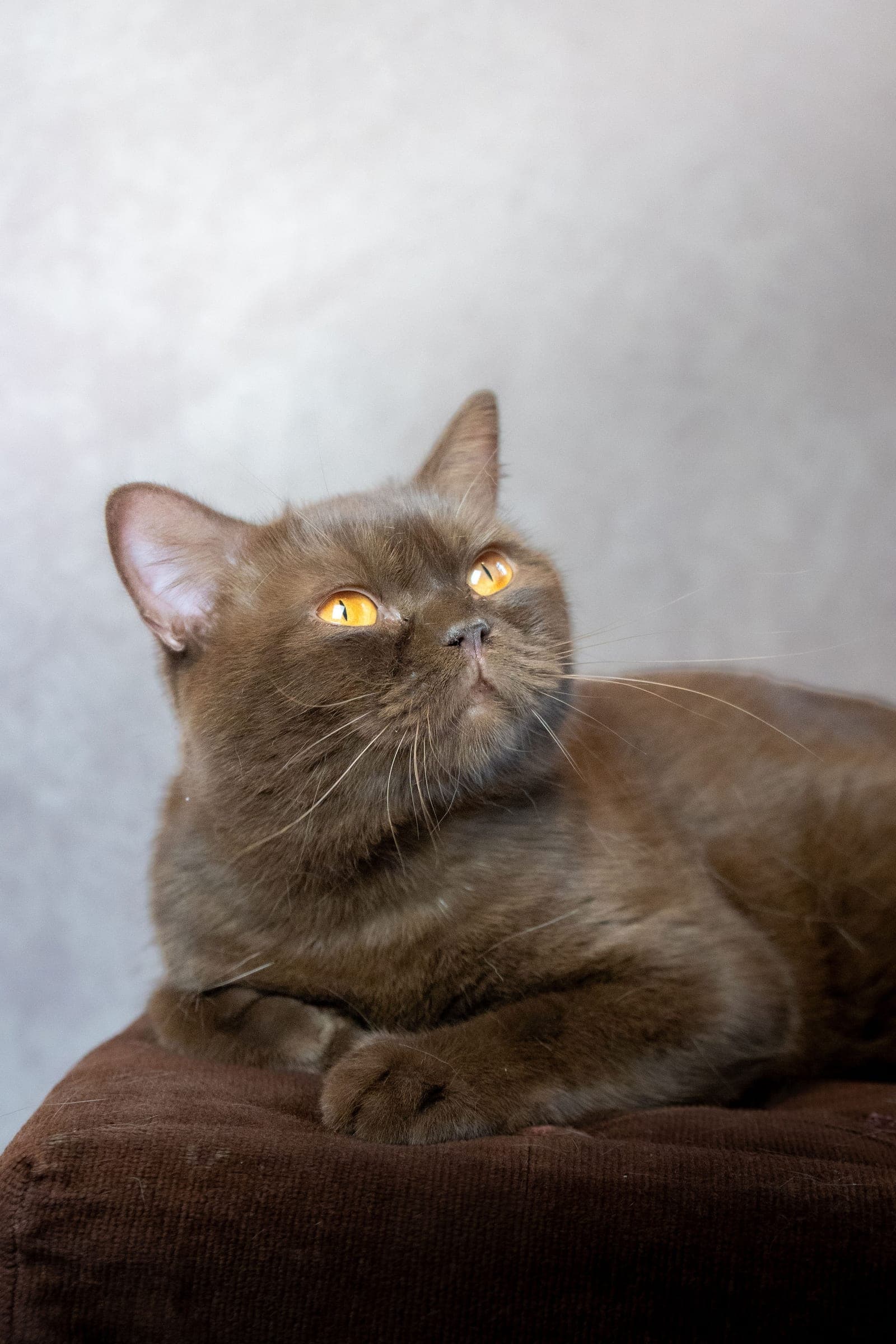 Prada, chocolate British Shorthair queen