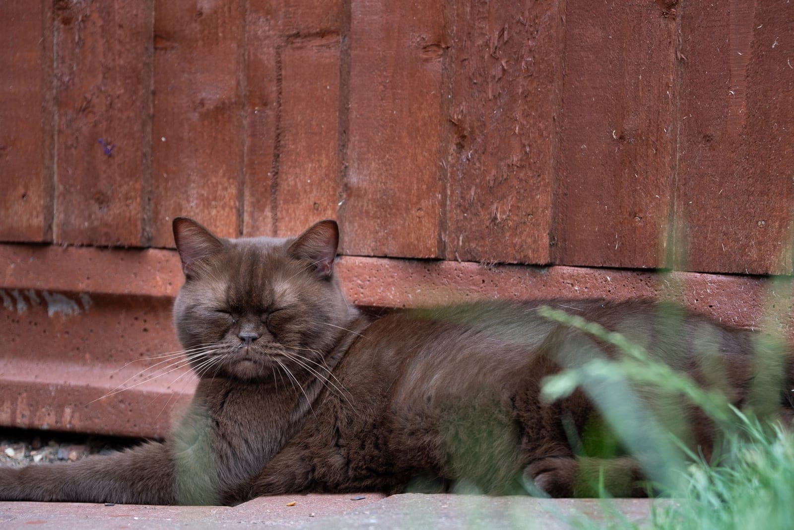 Prada, chocolate British Shorthair queen