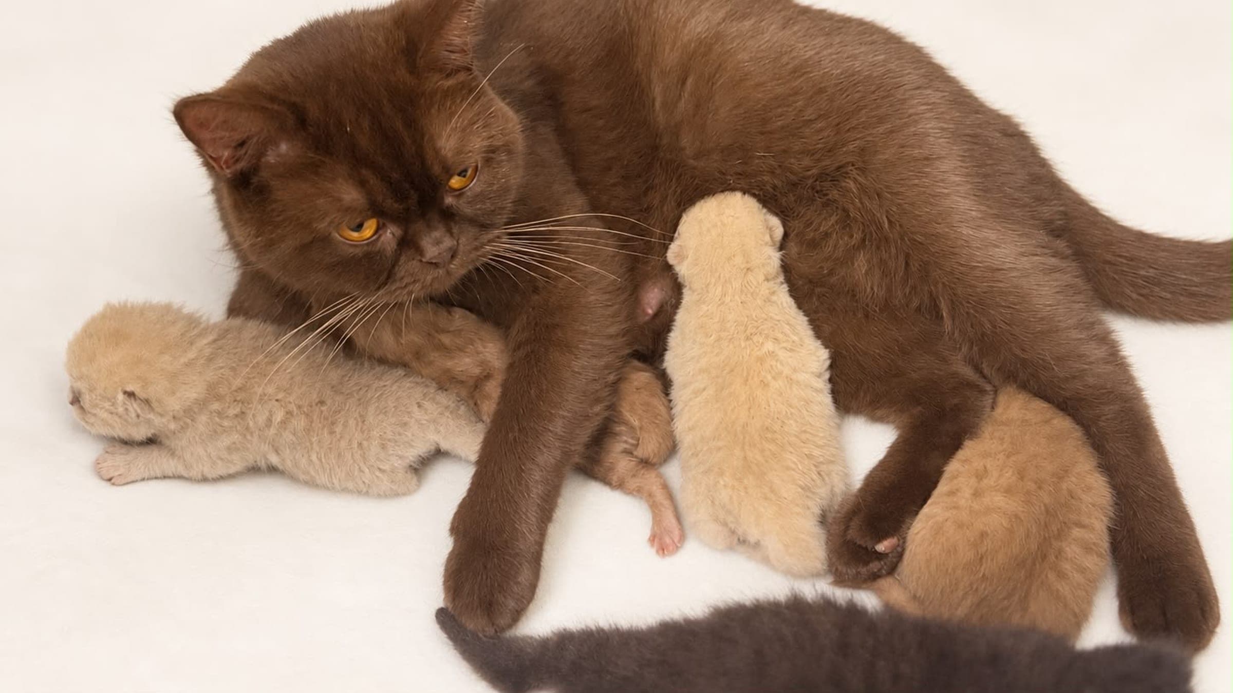 A chocolate British Shorthair queen curled around her newborn kittens