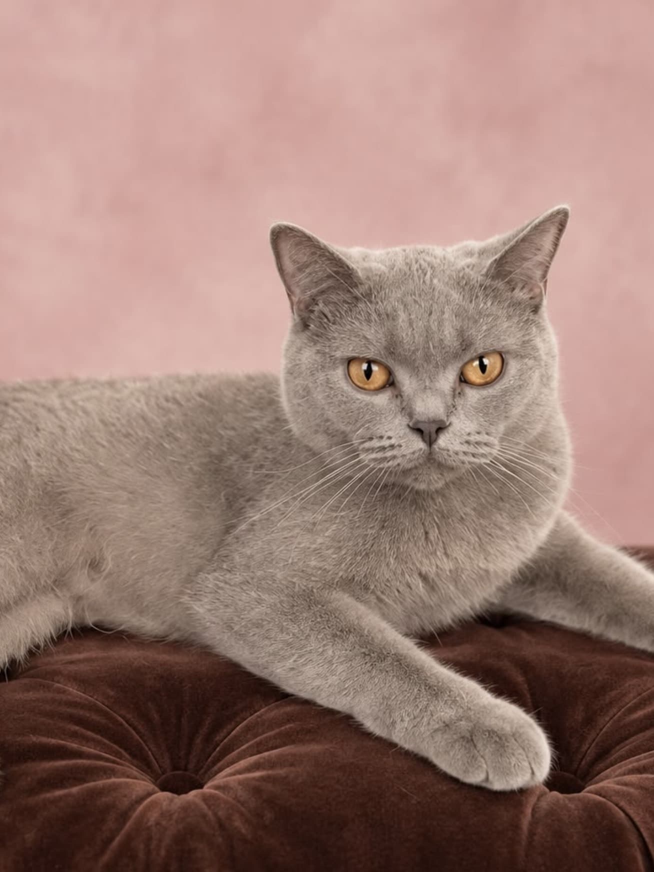 Barbie, Lilac British Shorthair