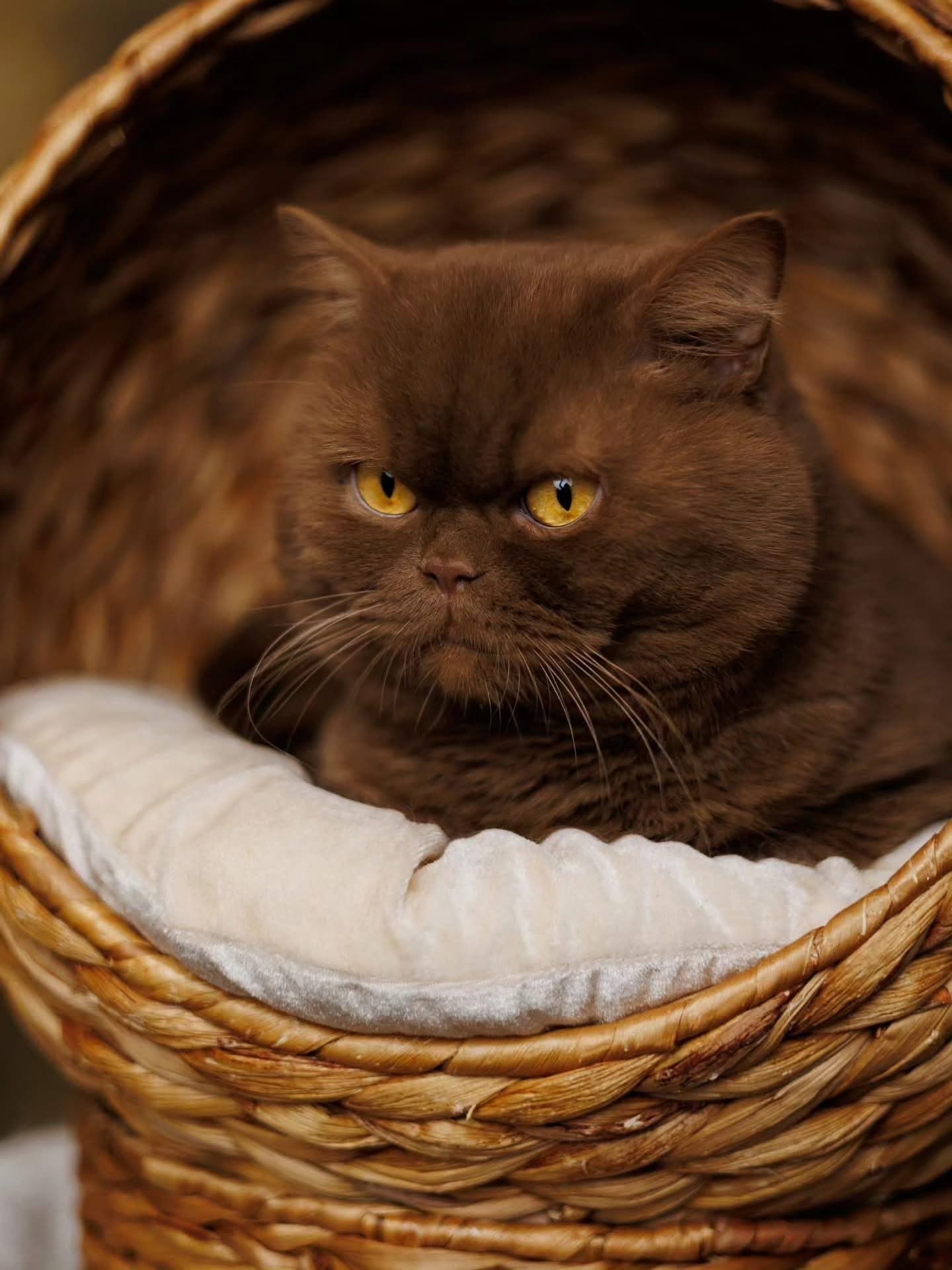 Aris, Cinnamon British Shorthair