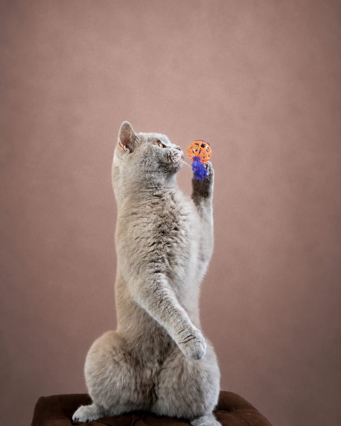 Lila, Lilac British Shorthair