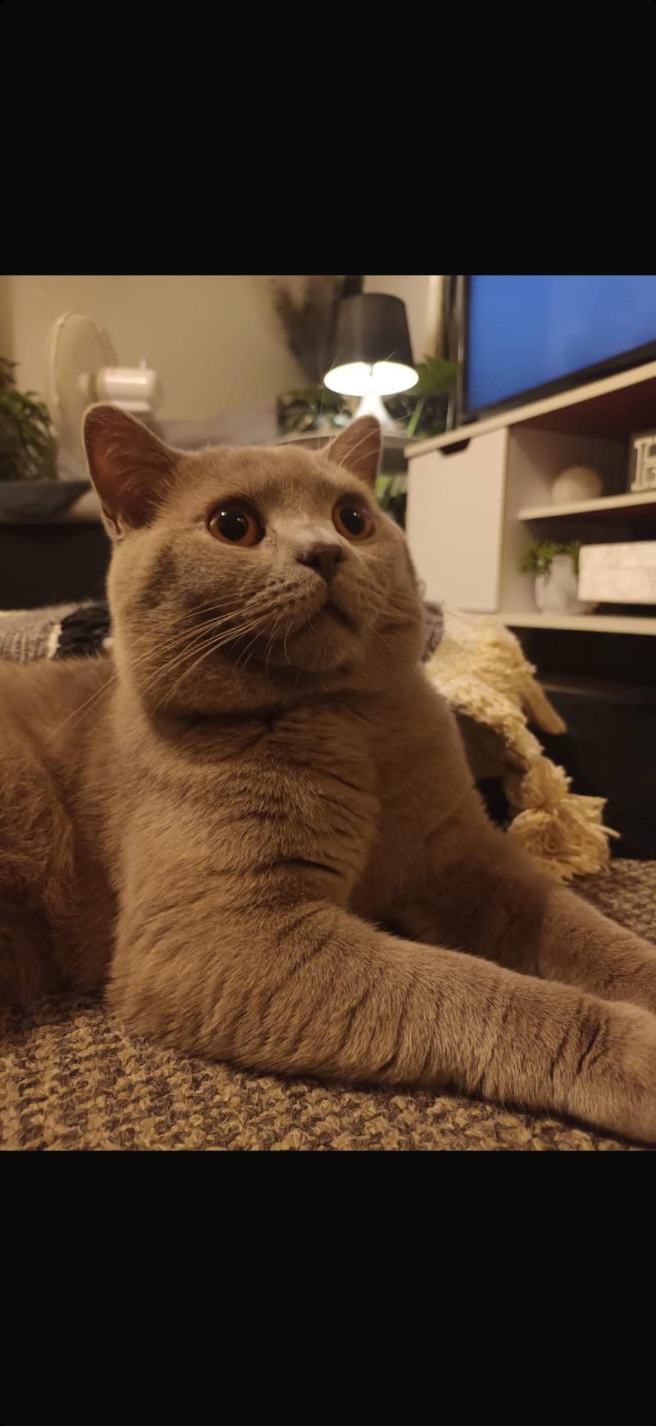 AMELIABLUES RIO BSH c (Full) 1198415 12/02/2024, Lilac British Shorthair — father of Akira