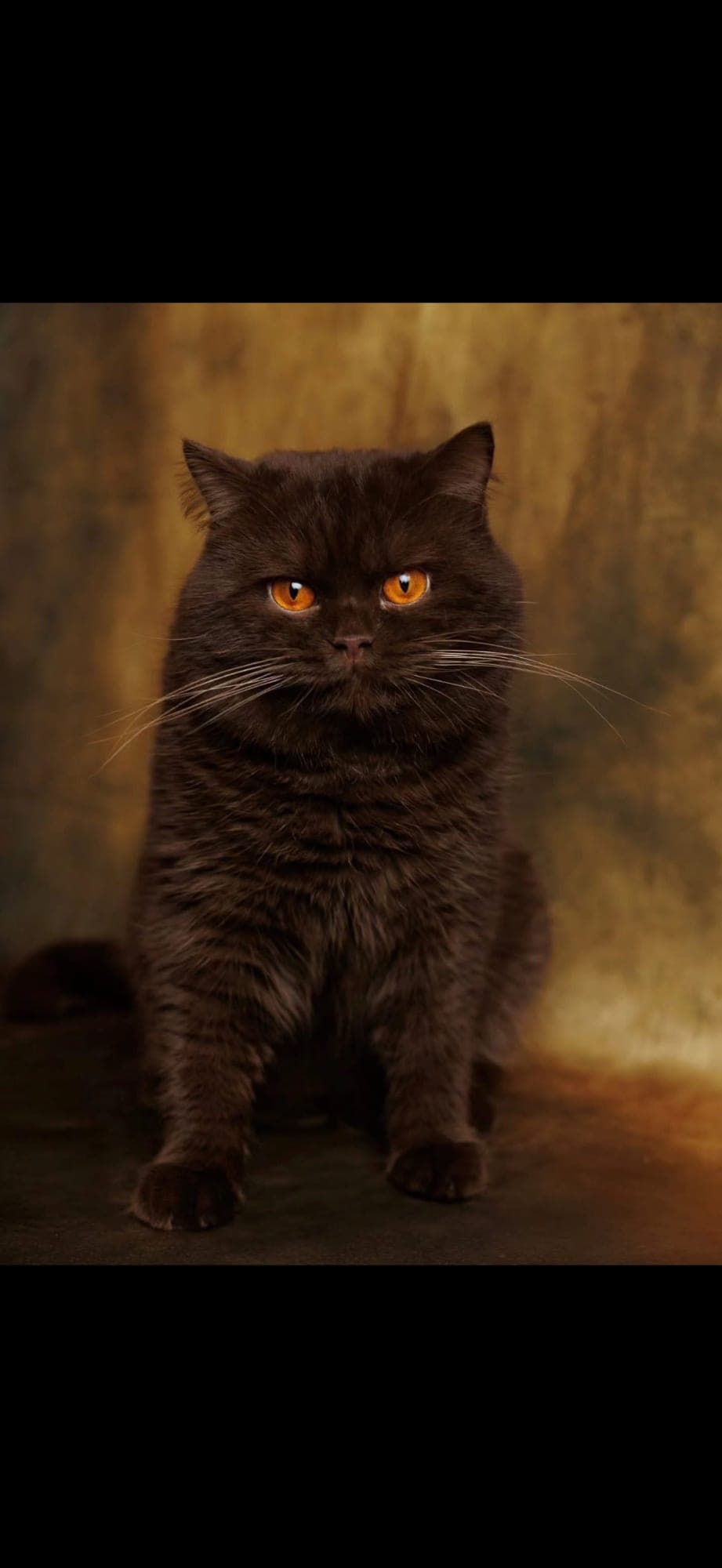 kenzo, chocolate British Shorthair — father of orange collar
