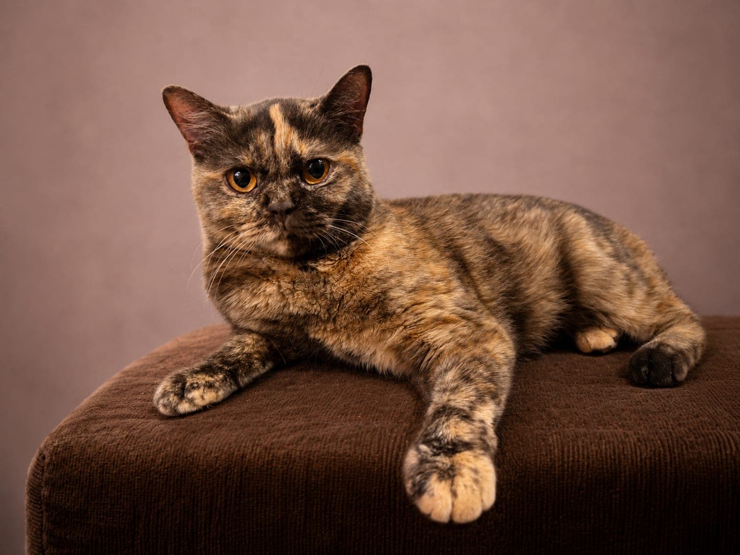 Amber, Chocolate Tortie British Shorthair