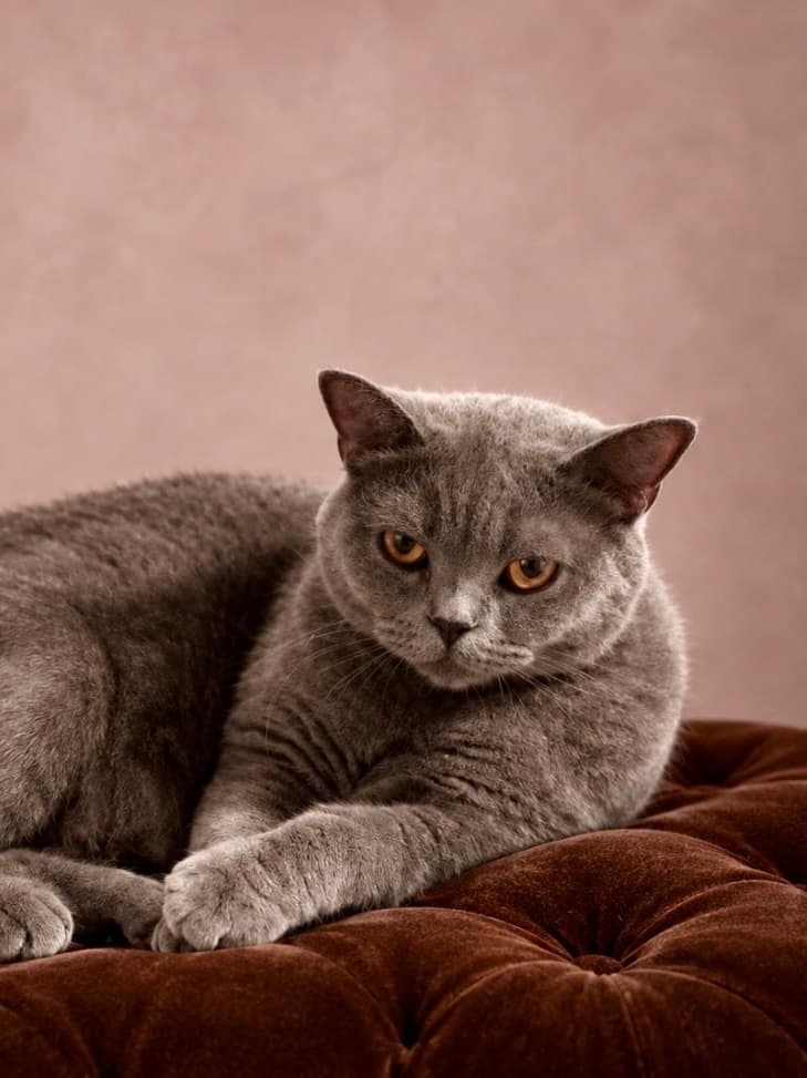 Janine, Blue British Shorthair