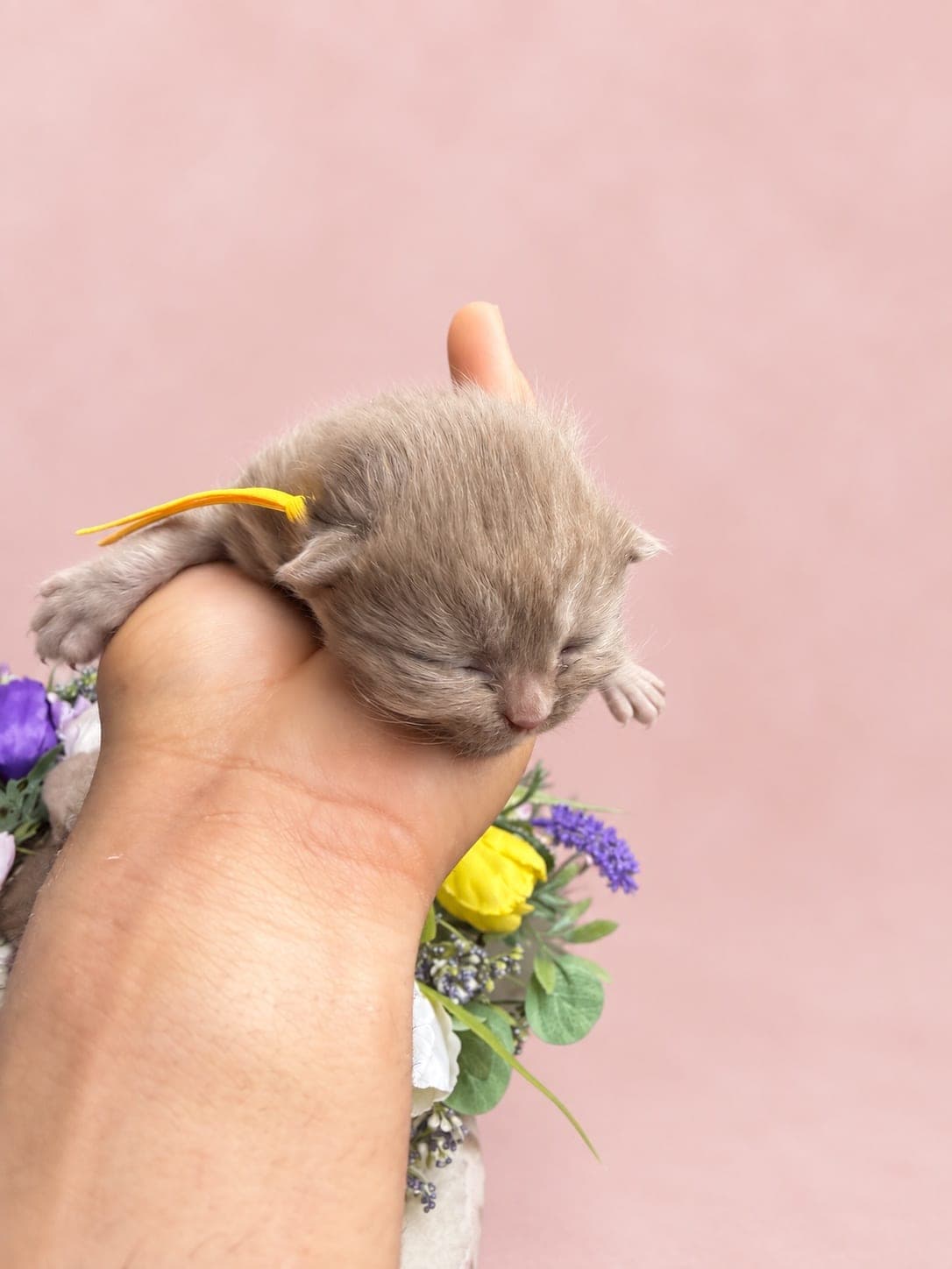 yellow collar
