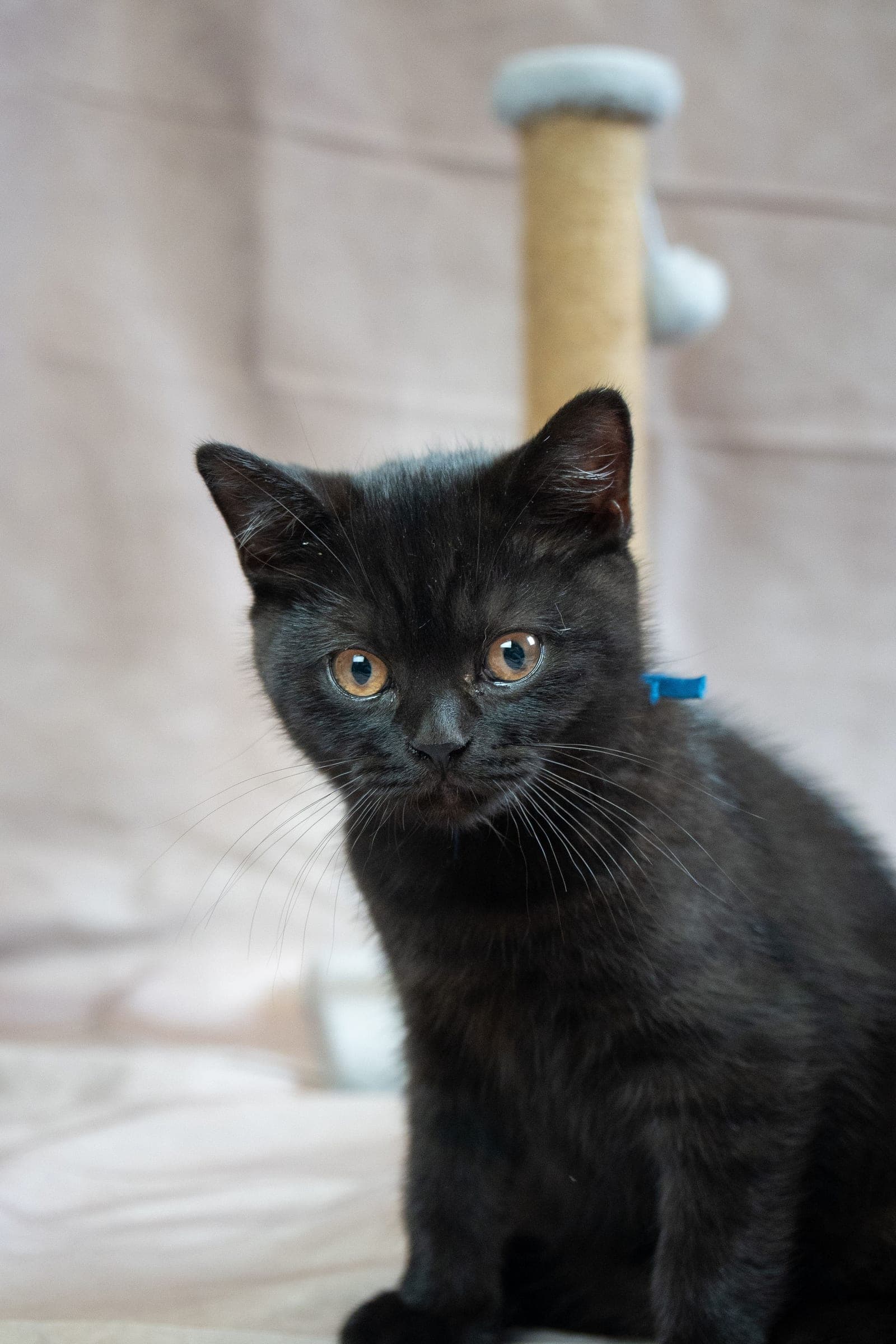 Beaar, black British Shorthair kitten