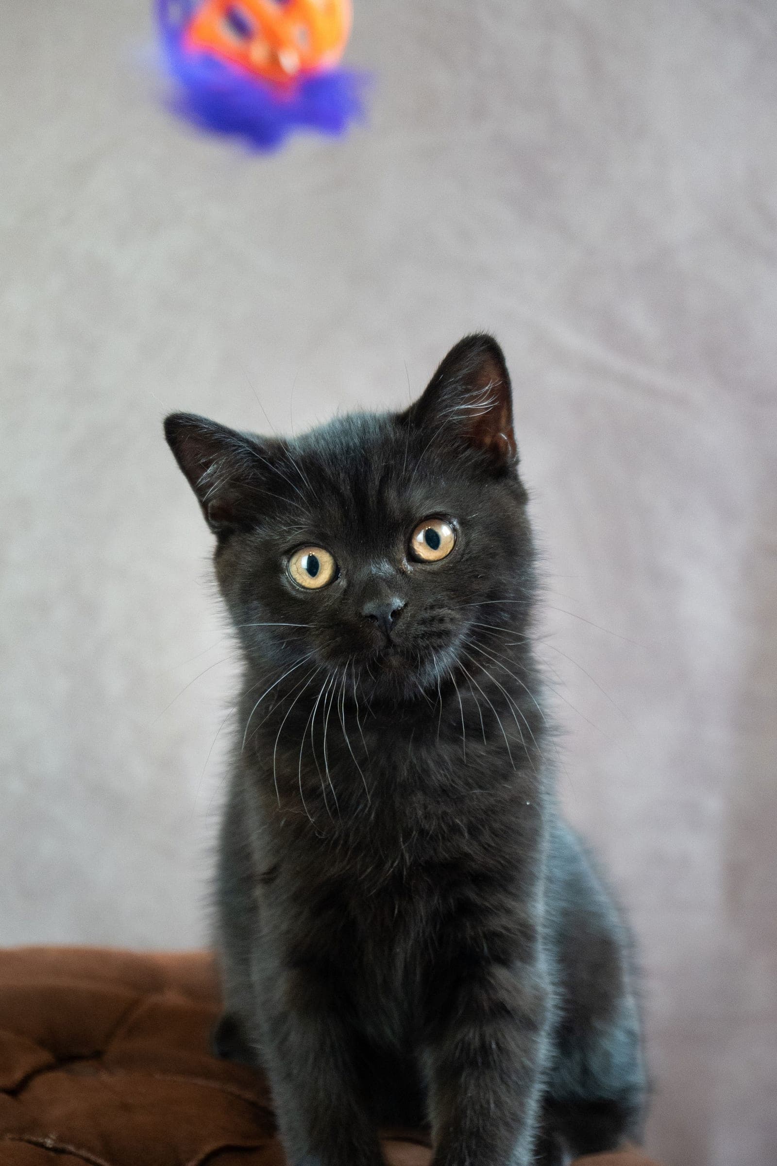 Baerr, black British Shorthair kitten