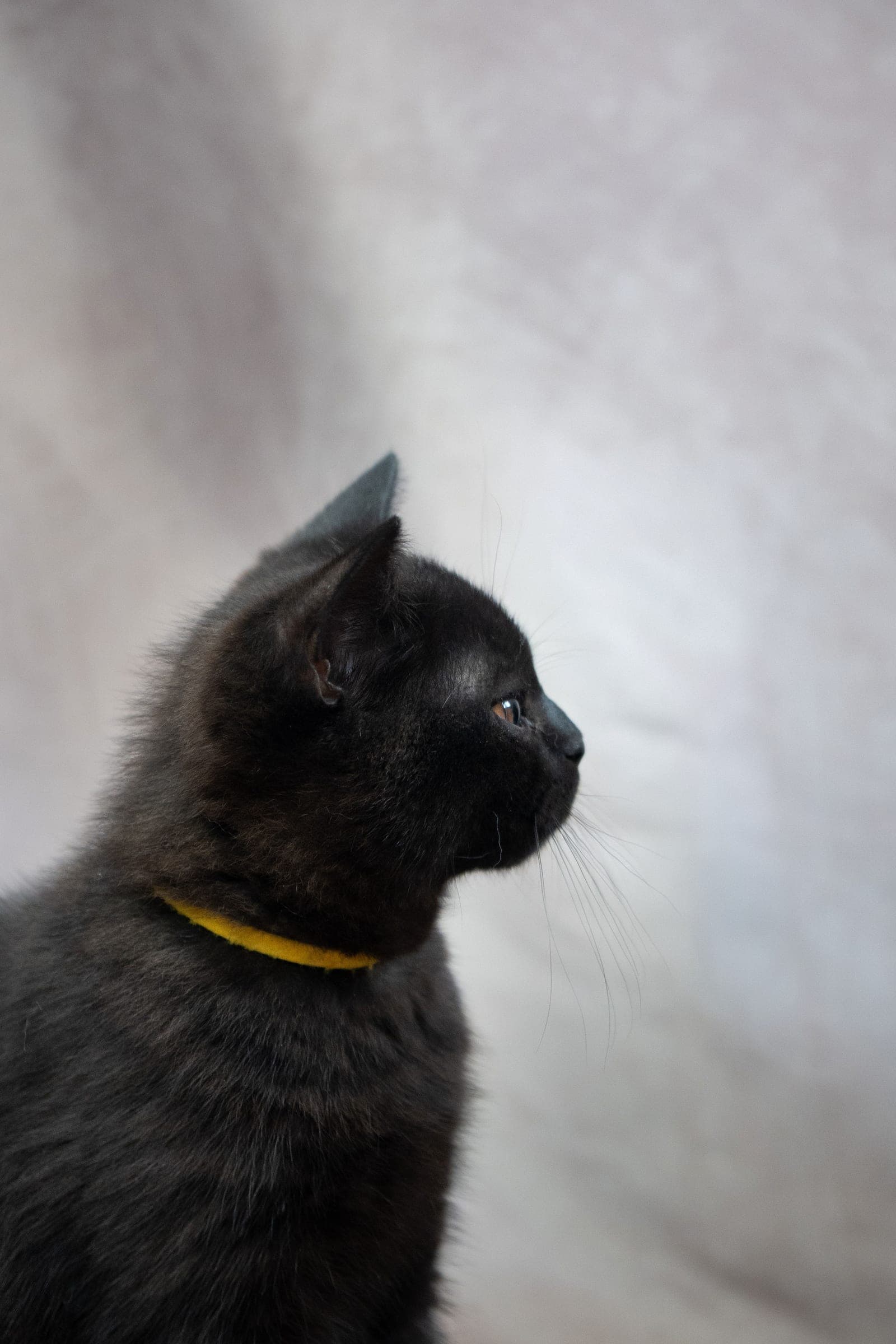 Beear, black British Shorthair kitten