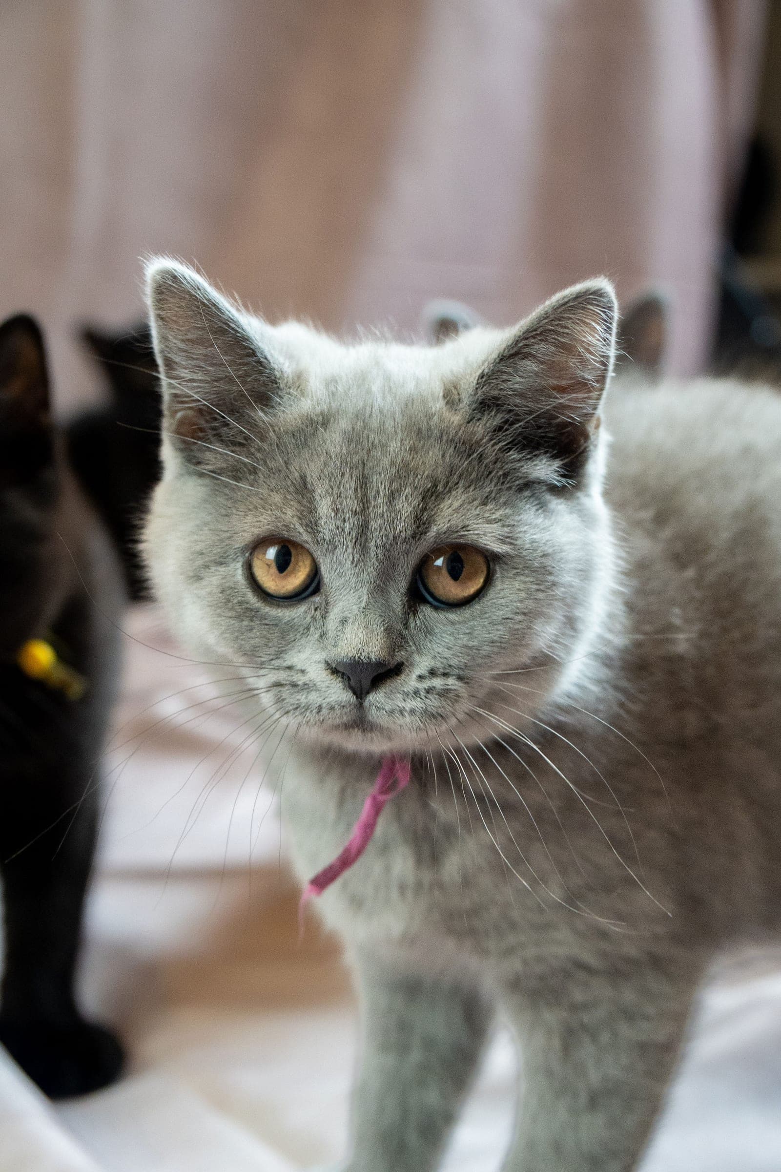 Lavender, blue British Shorthair kitten